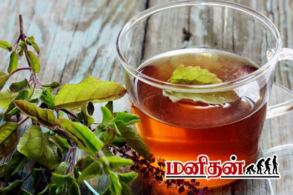 பால் டீ Vs துளசி டீ இரண்டில் எது சிறந்தது? | Drinking Tulsi Benefits In Tamil