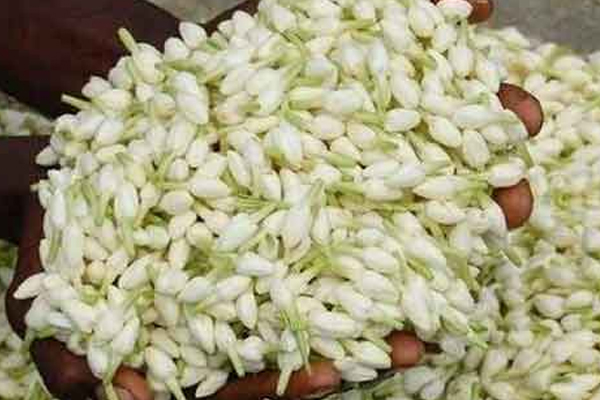 பெண்கள் பூச்சூடுவவதால் இத்தனை நன்மைகளா! | Many Benefits For Women To Cover Themselves