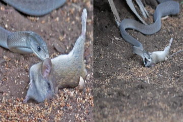 மின்னல் தாக்கிய எலியை விழுங்கும் கருப்பு மாம்பா பாம்பு : வைரலாகும் காணொளி