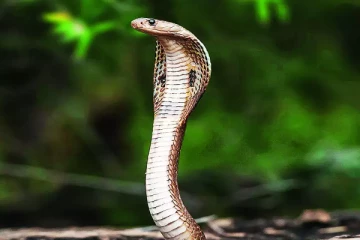 சுற்றுலா வந்த பிரித்தானிய பிரஜை தீண்டிய பாம்பு