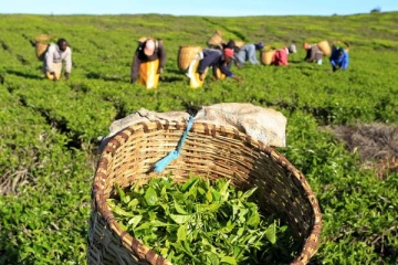 ரஸ்யாவிற்கும் உக்ரைனுக்கும் தேயிலை ஏற்றுமதி செய்வது இடைநிறுத்தம்