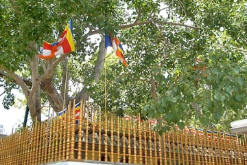 தேசிய பொசன் வாரம் இன்று ஆரம்பம்