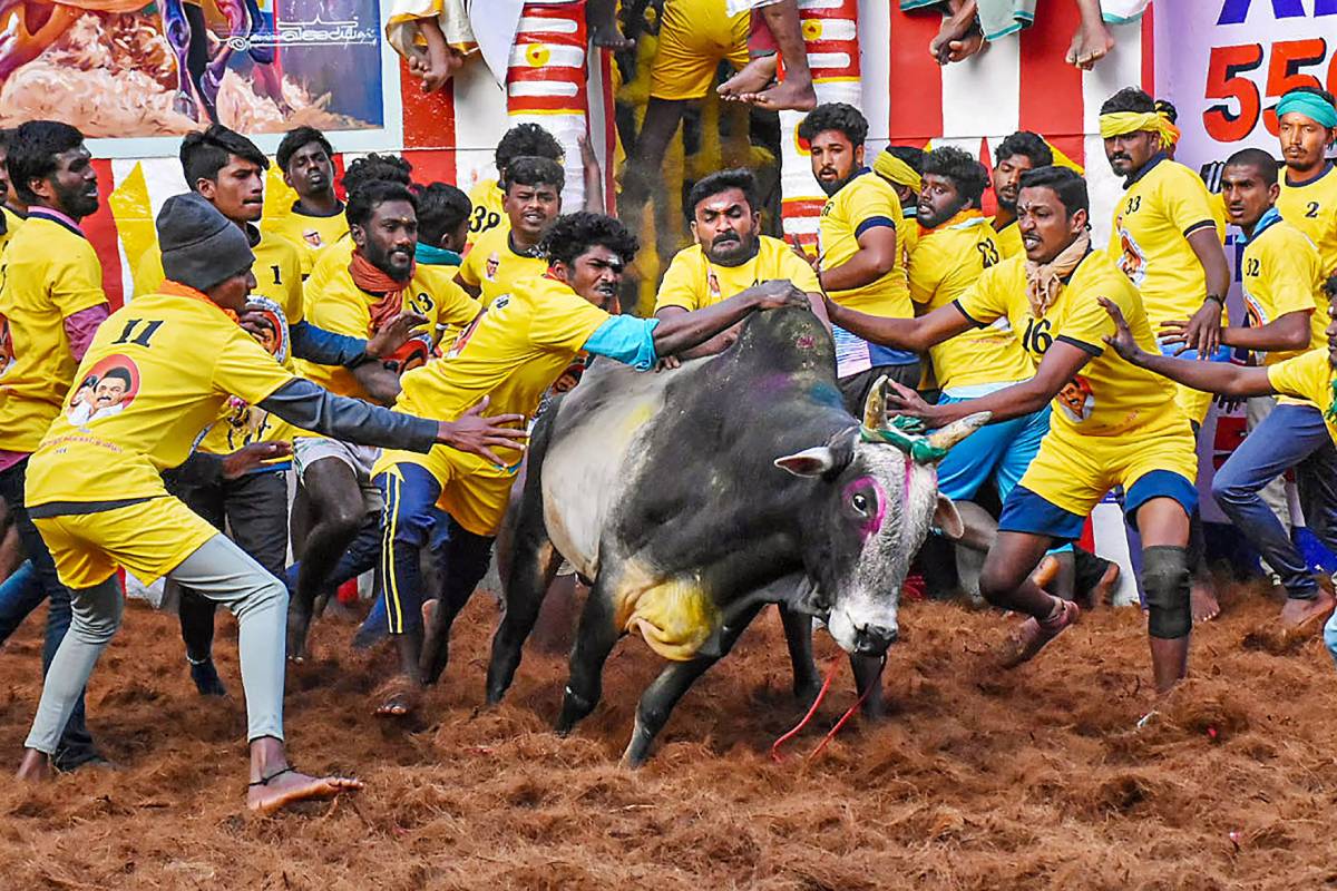 ஜல்லிக்கட்டுக்கு தடை விதிக்க தவெக அரசு முயற்சியா? எதிர்க்கட்சிகள் கேள்வி | Opposition Questions Tvk Govt Plan Ban Jallikattu