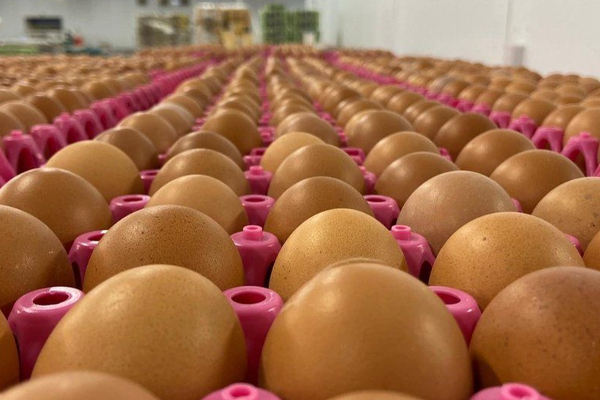 முட்டையின் கட்டுப்பாட்டு விலையில் திருத்தம் | Eggs Fixed Price Today முட்டையின் கட்டுப்பாட்டு விலையில் திருத்தம் | Eggs Fixed Price Today