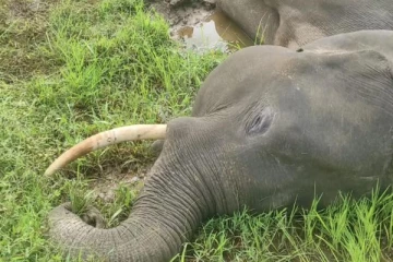 முல்லைத்தீவில் உயிரிழந்த மற்றுமொரு யானை : விசாரணைகளை முன்னெடுத்துள்ள காவல்துறையினர்!