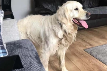 பழைய உரிமையாளரின் வீட்டைத் தேடி 27 நாட்கள் நடந்து சென்ற நாய்