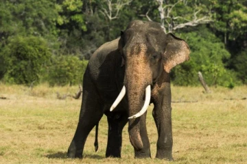 காட்டு யானை தாக்குதலினால் யுவதி ஒருவர் உயிரிழப்பு