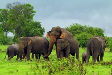 இலங்கையில் 13 வருடங்களின் பின் கணக்கெடுப்பு!