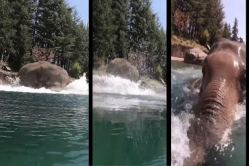 அடிக்கும் வெயிலில் குளத்தில் குளுகுளு குளியல் போட்ட யானை - வைரலாகும் வீடியோ