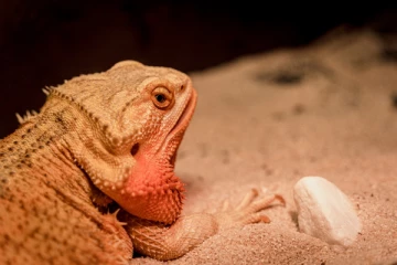 பெண்களாக மாறும் ஆண் உயிரினங்கள்: உலகில் ஏற்பட்டு வரும் ஆச்சரியமான ஆபத்து!