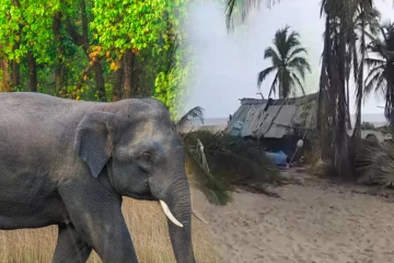 யாழில் யானைகள் அட்டகாசம்; அச்சத்தில் மக்கள்; சதிகாரர்கள் இவர்களா!