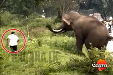 මෙහෙම දෙයක්නම් කාටවත් වෙන්නෙපා - වනඅලියගේ ප්‍රහාරයෙන් පුද්ගලයෙක් මරුට