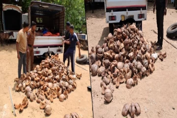 யாழில் தேங்காய் மட்டைகளுடன் நீண்ட காலமாக அரங்கேறிய சட்டவிரோத செயல் ; காட்டிக்கொடுத்த இரகசிய தகவல்
