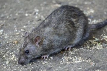 எலிகளுக்குள் மிக வேகமாக பரவும் கொரோனா? வெளியான அதிர்ச்சி தகவல்கள்