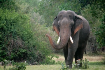 அருகம்பே பகுதியில் புகுந்த காட்டு யானையால் பெரும்பரபரப்பு
