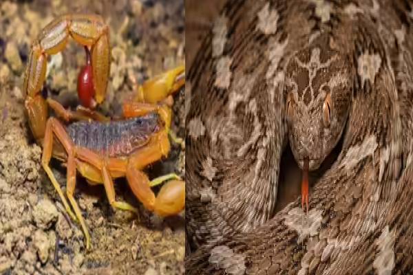 இந்தியாவில் வாழும் அதிக விஷம் கொண்ட விலங்குகள் - பட்டியல் இதோ | Most Dangerous Animals In India இந்தியாவில் வாழும் அதிக விஷம் கொண்ட விலங்குகள் - பட்டியல் இதோ | Most Dangerous Animals In India