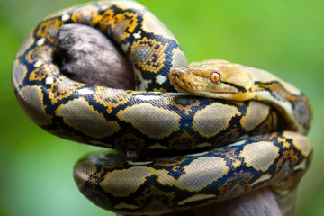 வீட்டிற்குள் புகுந்த ராட்சத மலைப் பாம்பு; 60 கிலோ எடை - வைரல் காட்சிகள்!