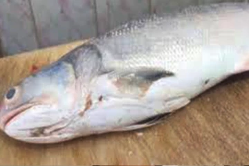 மட்டக்களப்பில் மீனின் வயிற்றில் காணப்பட்ட பொருட்கள்! video