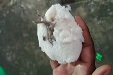 இட்லியில் இருந்த தவளை - வாடிக்கையாளர் அதிர்ச்சி