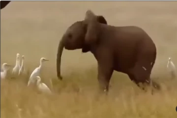 Viral Video: குட்டி யானை செய்த அட்டகாசம்... கூட்டமாக வேடிக்கை பார்த்த கொக்கு