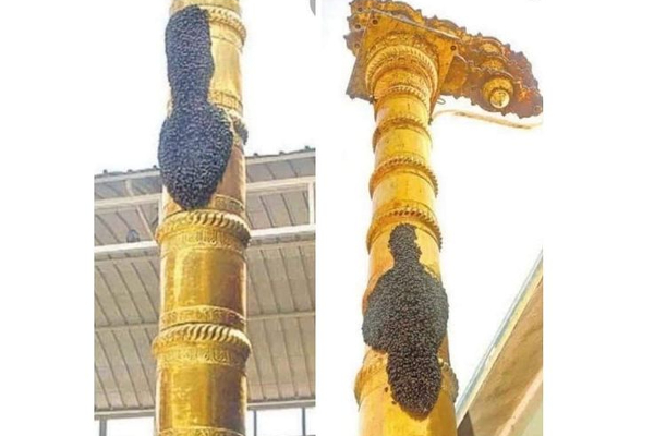 முருகன் கோவிலில் திடீரென தோன்றி பக்தர்களை பக்தி பரவசத்தில் ஆழ்த்திய அதிசய நிகழ்வு! | Vadapalani Murugan Temple Bees Peafowl Vel