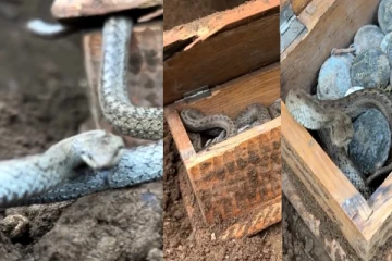 நிலத்தடியில் புதையலை பாதுகாத்த விஷப்பாம்பு: பெட்டியை திறந்த நபரின் வைரல் காணொளி