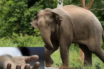 யானை தாக்குதலில் பரிதாபமாக உயிரிழந்த தாய் ; தெய்வாதீனமாக உயிர் பிழைப்பு 3 வயது குழந்தை