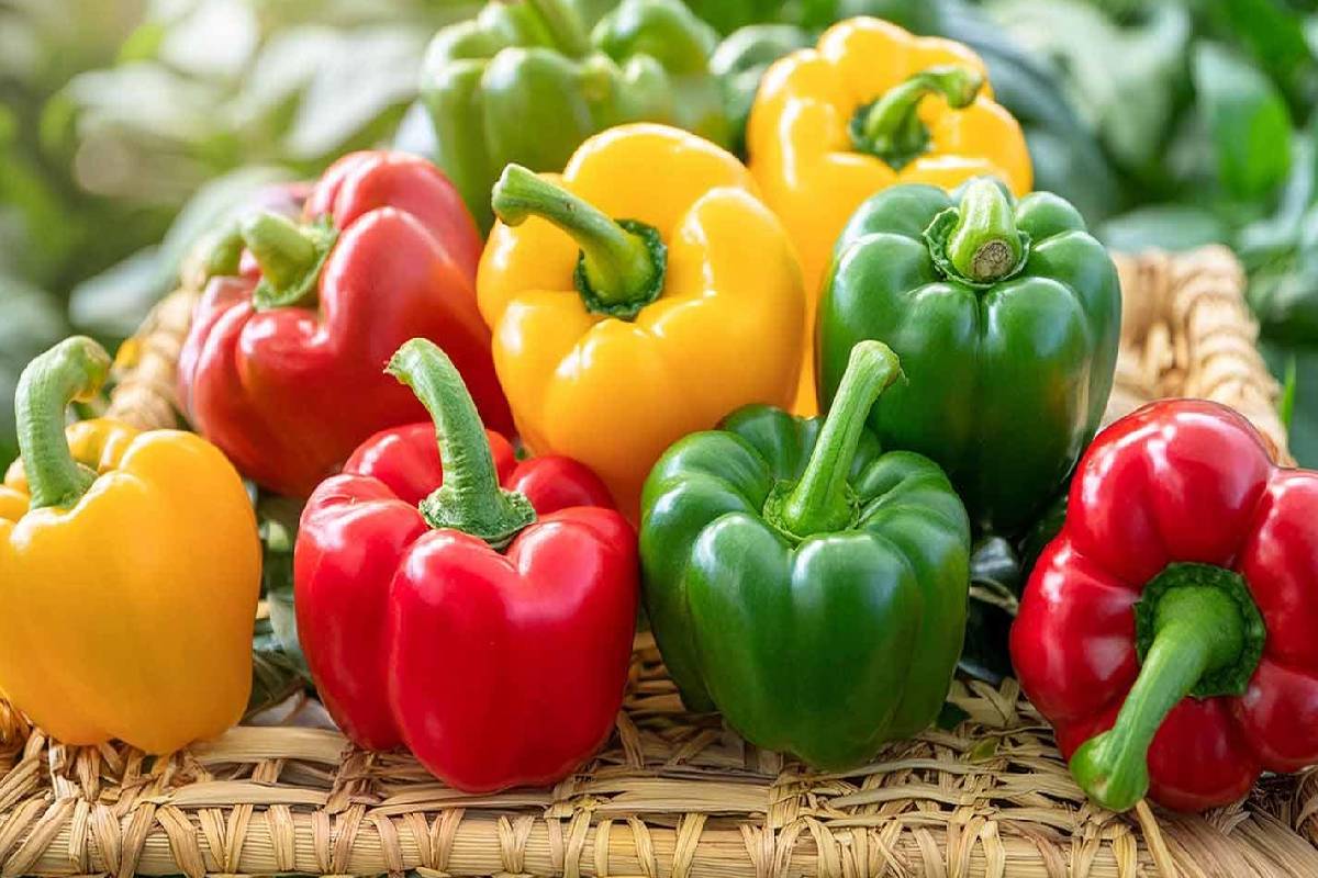 குடைமிளகாய் சாப்பிட்டால் இத்தனை நன்மைகளா? | Are There Many Benefits Of Eating Chili Peppers