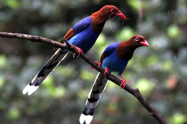 இலங்கையில் அழியும் நிலையில் பறவையினங்கள்! | Endangered Birds In Sri Lanka