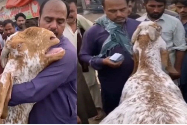 கதறி தேம்பி தேம்பி அழுத ஆட்டு குட்டி! நொறுங்கி போன ஓனர் - இதயத்தை துளைத்தெடுத்த காட்சி | Viral Video Goat Cries Hugs Owner