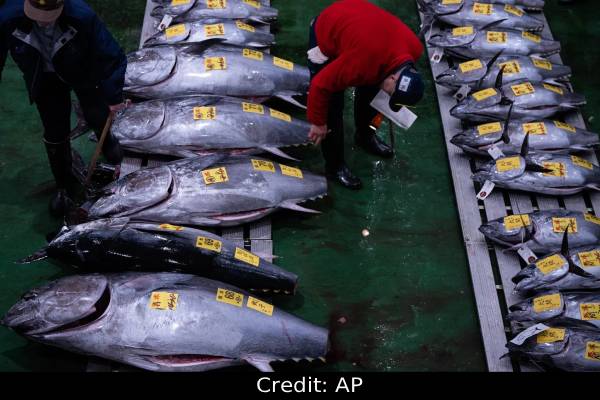 ரூ.28 கோடிக்கு வாங்கப்பட்ட ஒற்றை மீன் - அப்படி என்ன சிறப்பு? | One 234Kg Tuna Fish Sold For 28 Crore In Japan