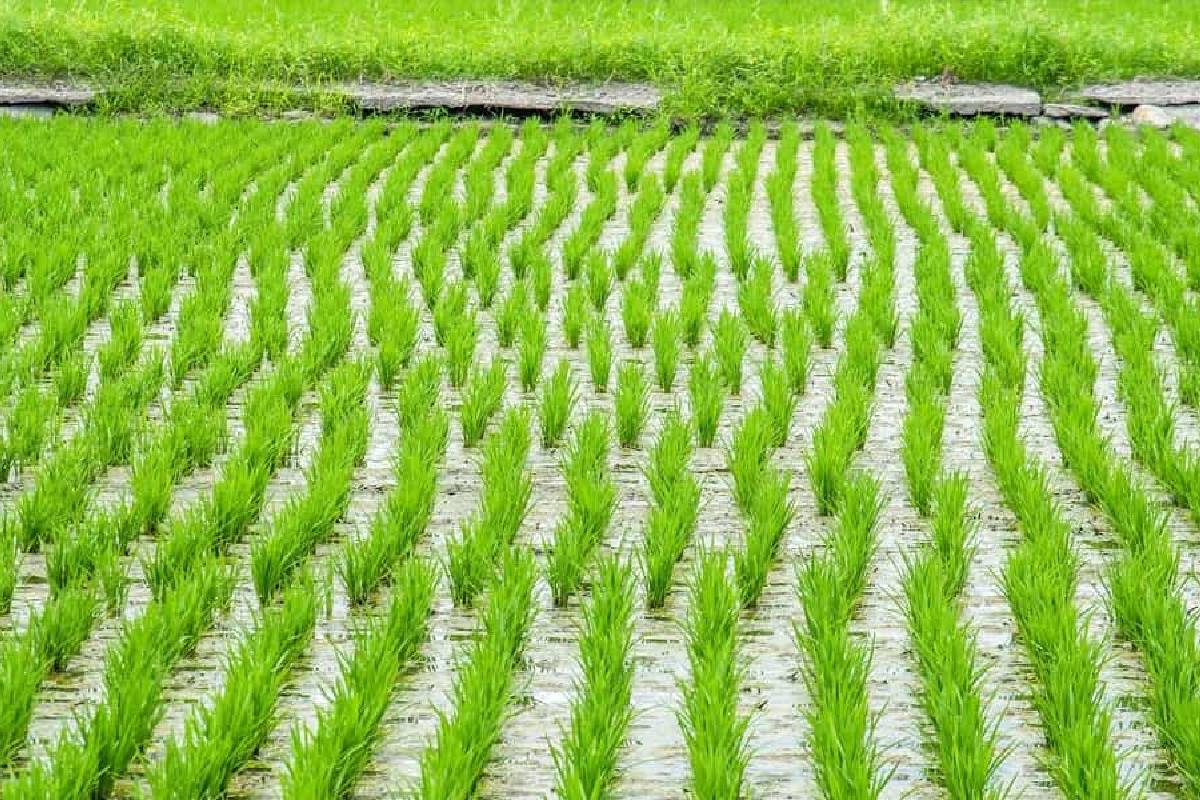 விடுமுறை நாட்களிலும் கமநல சேவை நிலையங்கள் திறப்பு : விவசாயிகளுக்கு வெளியான அறிவிப்பு | Agricultural Service Centers Are Open On Holidays