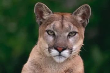 கல்கரியில் கூகர் நடமாட்டம்: பொதுமக்களுக்கு எச்சரிக்கை