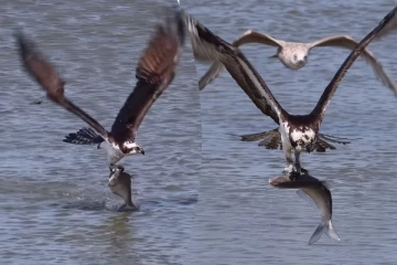 Viral Video: கழுகின் மிகப்பெரிய மீன் வேட்டை.. கடைசியில் நடந்தது என்ன?