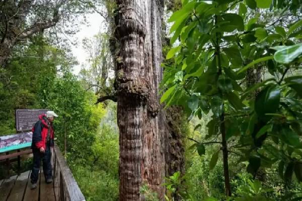 5,000 ஆண்டுகள் கடந்து நிற்கும் உலகின் ஆக வயதான மரம்..! | World Oldest Tree 5000 Years Alive New Record