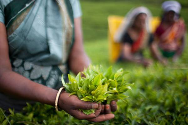சம்பள உயர்வு கொடுத்தும் பெருந்தோட்ட மக்கள் உண்ணாவிரத போராட்டம்: மூவர் வைத்தியசாலையில்.. | Plantation People S Hunger Strike
