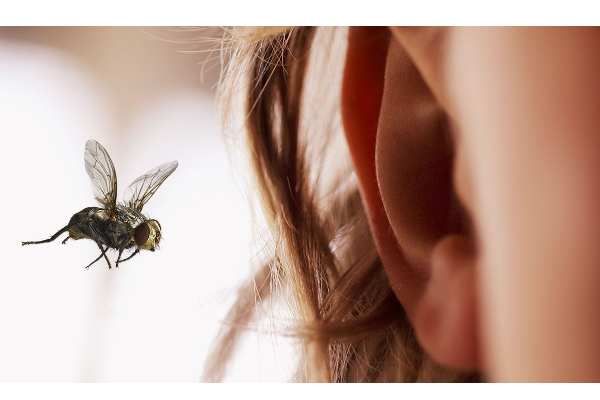 காதுக்குள் பூச்சி நுழைந்து விட்டதா? இந்த பிழையை செய்யாதீர்கள்… உடனடியாக செய்யவேண்டியது என்னென்ன? | If The Insect Enters The Ear