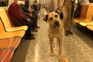 தற்கொலை குண்டுதாரிகளாக மாற்றப்படும் நாய்கள்: ரஷ்யாவின் இரகசிய திட்டம் அம்பலம்