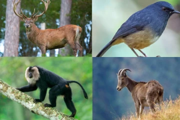 இந்தியாவில் மட்டுமே இருக்கக்கூடிய 5 விலங்குகள்: எது தெரியுமா?