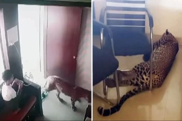 சிறுவனிடம் சிக்கிய சிறுத்தை - மண்டபத்தில் பூட்டிவிட்டு ஓட்டம் - வைரலாகும் Video!