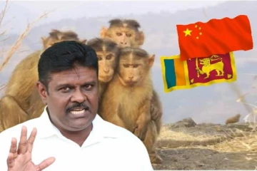 சீனாவிற்கு குரங்குகளை அனுப்புங்கள்! இல்லை என்றால் சொட்கண் துப்பாக்கியை வழங்குங்கள்(Video)