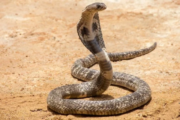 பாம்பு பிடிக்கும் நபரை துடிதுடிக்க வைத்த நாகப்பாம்பு...... தன்னை தானே தாக்கி கொண்டு பலியான இளைஞர்