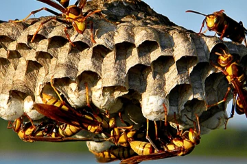 ஐந்து வயது சிறுமிக்கு எமனான குளவி