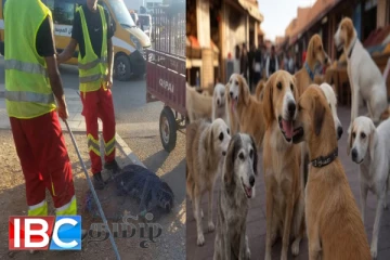 உலககிண்ண கால்பந்தாட்டம் : 30 இலட்சம் நாய்களை கொல்லப்போகும் நாடு