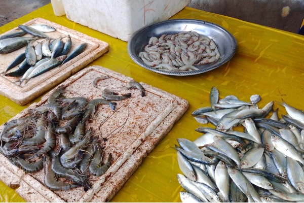 பெரும் மகிழ்ச்சியில் அம்பாறை கடற்றொழிலாளர்கள்! குவிந்து கிடக்கும் மீன்கள் | Monsoon Rains Large Number Fish Species பெரும் மகிழ்ச்சியில் அம்பாறை கடற்றொழிலாளர்கள்! குவிந்து கிடக்கும் மீன்கள் | Monsoon Rains Large Number Fish Species