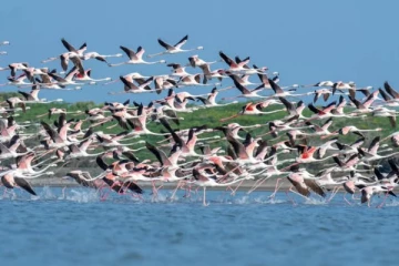 யாழில் குவிந்துள்ள வெளிநாட்டு பறவைகள்!