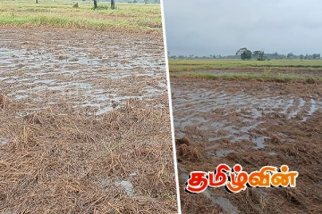 சீரற்ற காலநிலையால் பாதிக்கப்படும் அரிசி உற்பத்தியாளர்கள்