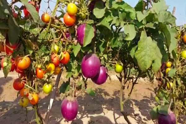 தக்காளி செடியில் கத்தரிக்காய் - சாத்தியமாக்கிய காய்கறி ஆராய்ச்சி நிறுவனம் | Brinjal Plant That Grows Tomato Brimato Gardening