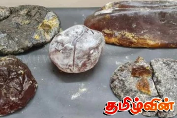 திமிங்கில வாந்தியை ஐம்பது இலட்சத்துக்கு விற்பனை செய்ய முயற்சித்தவர் கைது