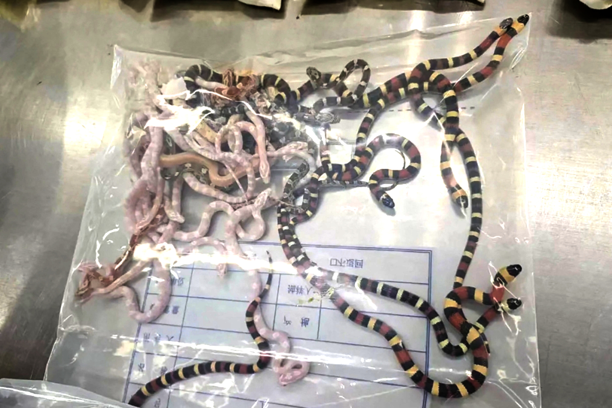 German-Airport-Stops-Snake-Smuggler